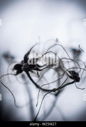 Una ripresa macro di un fiore vite in bianco e nero Foto Stock