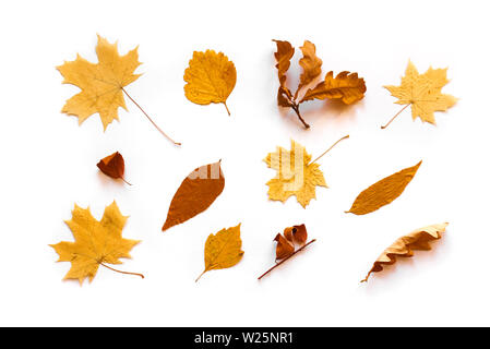 Giallo foglie autunnali laici piana. Varie foglie di giallo isolato su sfondo bianco, creative layout stagionali, concetto d'autunno. Foto Stock