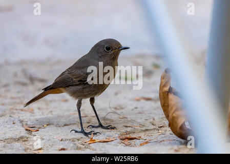 Codirosso spazzacamino, Phoenicurus ochruros, singolo uccello femmina Foto Stock