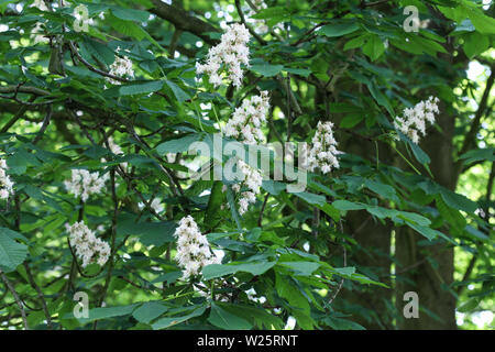 Close up del cavallo chestnutor conker tree (esculus hippocastanum) che fiorisce in primavera Foto Stock