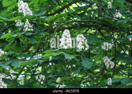 Close up del cavallo chestnutor conker tree (esculus hippocastanum) che fiorisce in primavera Foto Stock