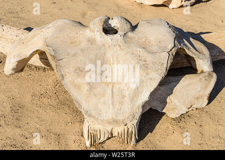 Raccolta di ossa di balena presso la Skeleton Coast, Namibia. La costa ha preso il suo nome a causa del numero di scheletri di cetacei esistente a sinistra dopo la caccia commerciale alle balene nel XIX secolo. Foto Stock