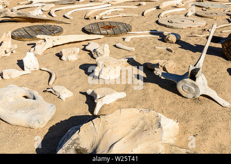 Raccolta di ossa di balena presso la Skeleton Coast, Namibia. La costa ha preso il suo nome a causa del numero di scheletri di cetacei esistente a sinistra dopo la caccia commerciale alle balene nel XIX secolo. Foto Stock