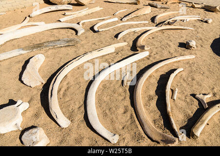 Raccolta di ossa di balena presso la Skeleton Coast, Namibia. La costa ha preso il suo nome a causa del numero di scheletri di cetacei esistente a sinistra dopo la caccia commerciale alle balene nel XIX secolo. Foto Stock