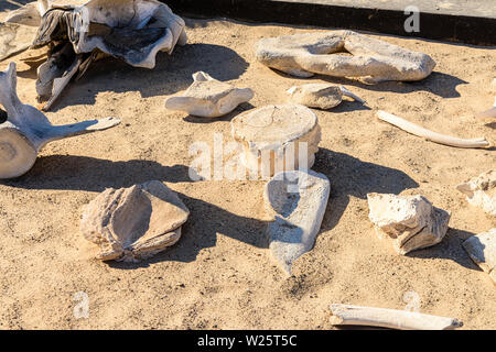 Raccolta di ossa di balena presso la Skeleton Coast, Namibia. La costa ha preso il suo nome a causa del numero di scheletri di cetacei esistente a sinistra dopo la caccia commerciale alle balene nel XIX secolo. Foto Stock