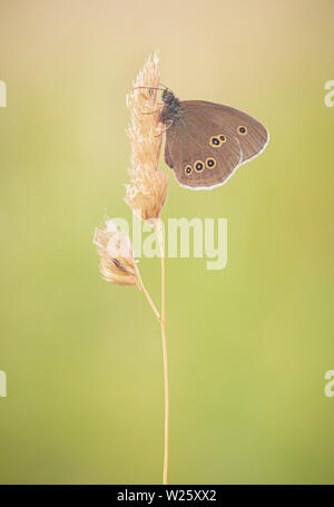 Ringlet Butterfly appollaiato su un seme di erba in testa un inglese un prato di fiori selvaggi su una mattina d'estate. Ala giallo macchie sul display. Immagine minimalista. Foto Stock