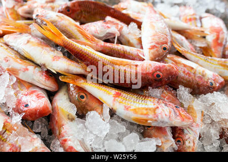 Triglia di scoglio pesci Foto Stock