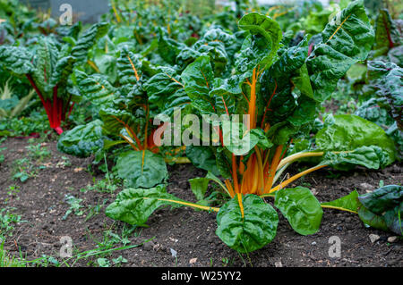 Rosso e arancione / giallo barbabietole (Beta vulgaris) cresce a un riparto. Foto Stock