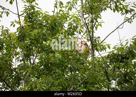 Asian hornet nest (vespa velutina) Foto Stock