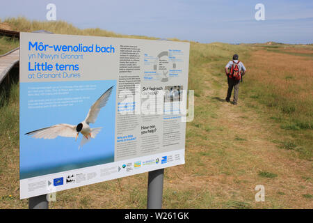 Informazioni segno a dune Gronant SSSI, Galles - la posizione di una popolazione di riproduzione di poco Sterne Foto Stock