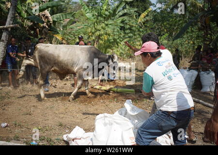 Musulmana di affettare la carne di capra quando l'Eid Al Adha a Semarang, Indonesia Foto Stock