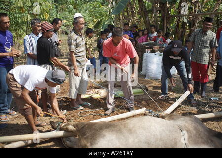 Musulmana di affettare la carne di capra quando l'Eid Al Adha a Semarang, Indonesia Foto Stock