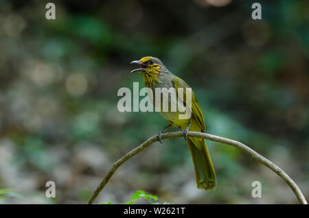 Stripe-throated Bulbul su un ramo (Pycnonotus finlaysoni) Foto Stock