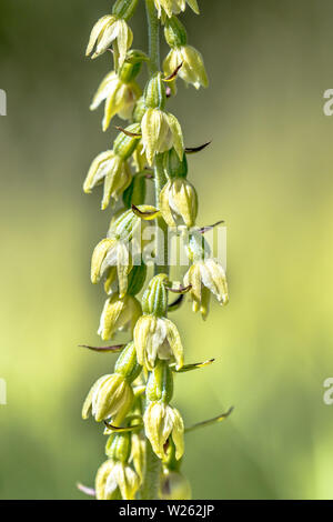 Wild Orchid Bergonii Green-Yellow muelleri Helleborine crescente nella valle del Viroin Belgio Foto Stock