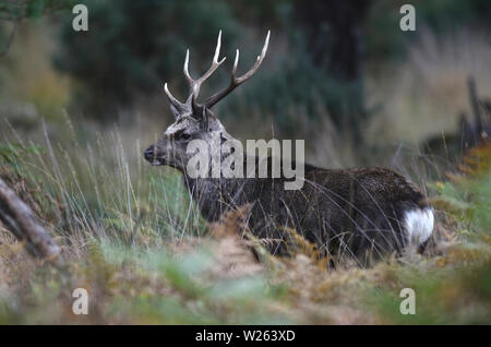 Coppia sika stag durante l'autunno rut Foto Stock