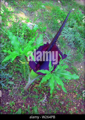 Arum creticum flower background e sfondi in cima stampe di alta qualità Foto Stock