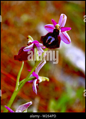 Ophrys spruneri macro fiore in fiore background e sfondi in cima stampe di alta qualità Foto Stock