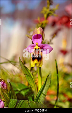 Ophrys tenthredinifera macro fiore in fiore background e sfondi in cima stampe di alta qualità Foto Stock