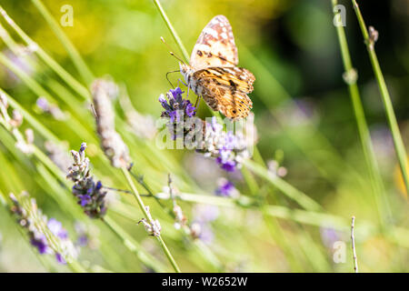 Piccola tartaruga butterfly (Aglais urticae) sulla lavanda di messa a fuoco selezionata Foto Stock