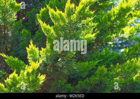 Verde abete piccolo brunch con aghi corti sfondo Foto Stock