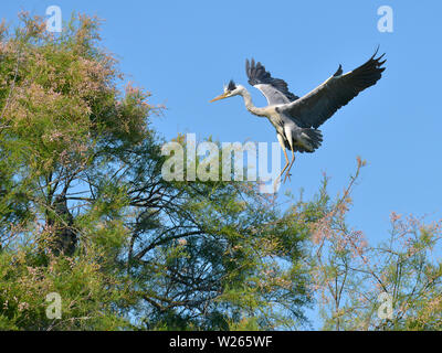 Airone cinerino (Ardea cinerea) che arriva alla sommità di un albero tamarix in Camargue è una regione naturale si trova a sud di Arles, Francia Foto Stock