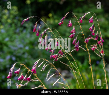 Dierama Merlin, Angeli Canne da pesca, wandflower crescendo in un giardino Devon. Foto Stock