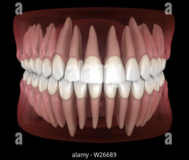 La morfologia della mandibola e del mascellare gengiva umana e denti. Accurata dal punto di vista medico dente 3D illustrazione Foto Stock