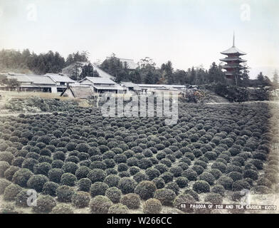 [ 1890 Giappone - Campo di tè & Toji Pagoda, Kyoto ] - Nel mezzo di questa foto, che si ritiene siano state adottate prima del 1895 (Meiji 28), il padiglione di Kondo (sala principale) può essere visto con il Kanjouin, usato per i riti speciali come le preghiere per l'imperatore della sicurezza, alla sua sinistra. Di fronte a questi due edifici sono una fila di minka (case tradizionali). Xix secolo albume vintage fotografia. Foto Stock