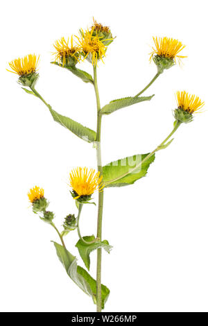 La guarigione / piante medicinali: enula (Inula helenium) - impianto permanente contro uno sfondo bianco Foto Stock