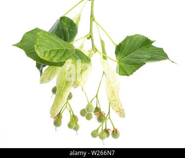 La guarigione / piante medicinali: linden blossom (Tilia grandifolia) su sfondo bianco Foto Stock