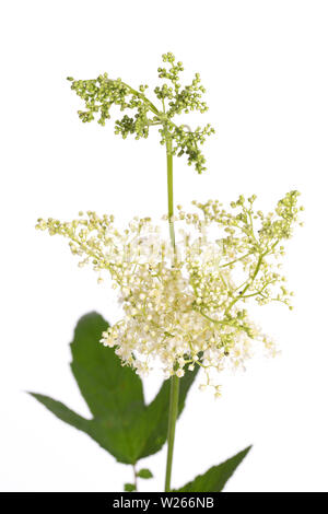 La guarigione / piante medicinali: olmaria - Mädesüß (Filipendula ulmaria) isolato su sfondo bianco Foto Stock