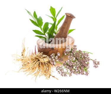 Valeriana (Valeriana officinalis) - Rizoma, fiori e foglie con mortaio su sfondo bianco Foto Stock