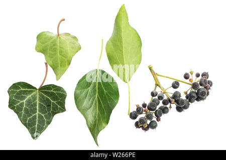 La guarigione / piante medicinali: pianta curativa studi: edera (Hedera helix) vecchi e giovani foglie / parte anteriore-posteriore / bacche isolati su sfondo bianco Foto Stock