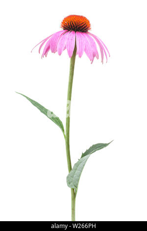 La guarigione / piante medicinali: Coneflower (Echinacea purpurea) - singolo impianto isolato su sfondo bianco Foto Stock