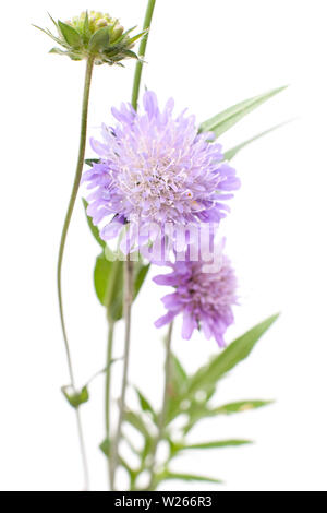 La guarigione / piante medicinali: Prati scabious (Knautia arvense) davanti a uno sfondo bianco Foto Stock