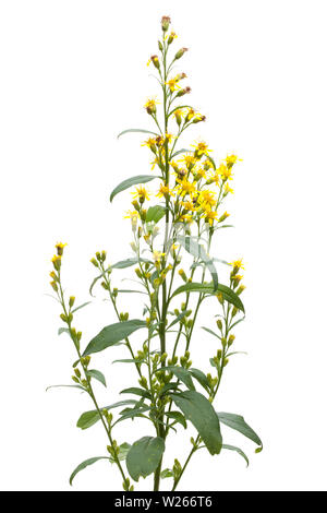 La guarigione / piante medicinali: oro (Solidago virgaurea) - In piedi isolato su sfondo bianco Foto Stock