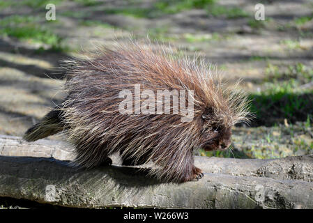 La North American porcupine (Erethizon dorsatum), noto anche come il canadese porcupine o comuni o istrice, visto dal profilo Foto Stock
