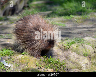 La North American porcupine (Erethizon dorsatum), noto anche come il canadese porcupine o comuni o istrice, camminando sulla terra Foto Stock