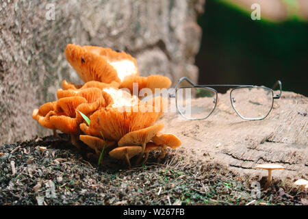 Naturali e le foto dei Creative.bellissima foto scattata nel bel posto.Tutti amano. Foto Stock