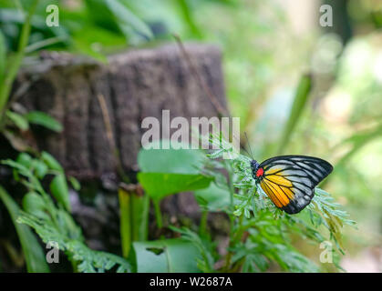 Splendido dipinto di Jezebel butterfly appoggiata su una foglia verde in un parco o giardino Foto Stock