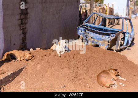 Due cani di rilassarsi al sole in una cittadina alla periferia di Otjiwarongo, Namibia Foto Stock