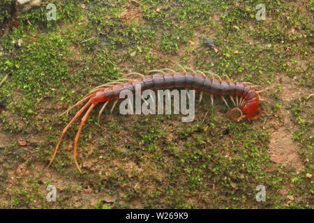 Smalle rosso, Centipede Otostigmus, Chilopoda, Foto Stock