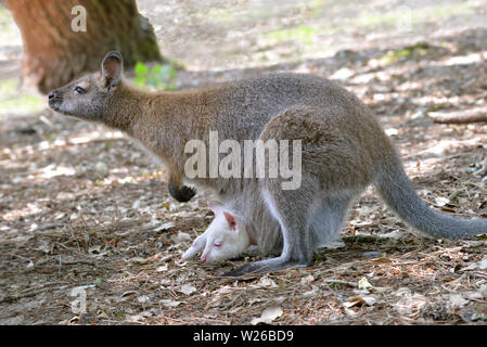 Rosso Colli o wallaby wallaby di Bennett (Macropus rufogriseus) e la sua albino joey in tasca visto dal profilo Foto Stock