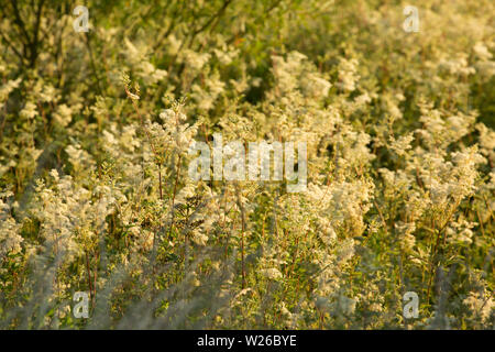 Olmaria, Filipendula ulmaria, crescente sulla terra paludosa a rotoli ponte in Gillingham Dorset England Regno Unito GB Foto Stock