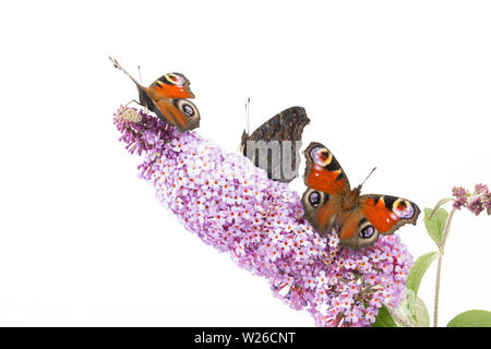 Tre allevato in cattività farfalle di pavone, Aglais io, che hanno recentemente emerso dalla loro chrysalises poggiante su Buddleia, Budleja davidii, prima di bein Foto Stock