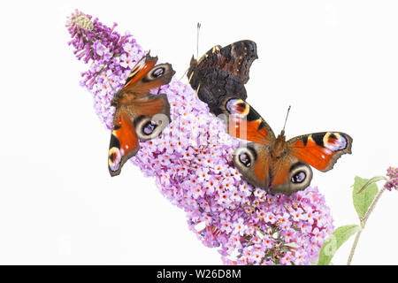 Tre allevato in cattività farfalle di pavone, Aglais io, che hanno recentemente emerso dalla loro chrysalises poggiante su Buddleia, Budleja davidii, prima di bein Foto Stock