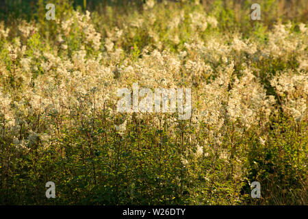 Olmaria, Filipendula ulmaria, crescente sulla terra paludosa a rotoli ponte in Gillingham Dorset England Regno Unito GB Foto Stock