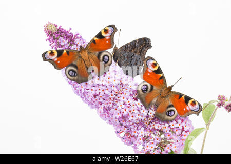 Tre allevato in cattività farfalle di pavone, Aglais io, che hanno recentemente emerso dalla loro chrysalises poggiante su Buddleia, Budleja davidii, prima di bein Foto Stock