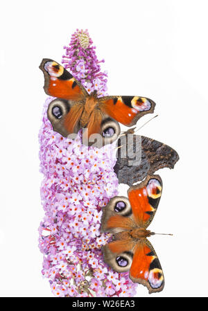 Tre allevato in cattività farfalle di pavone, Aglais io, che hanno recentemente emerso dalla loro chrysalises poggiante su Buddleia, Budleja davidii, prima di bein Foto Stock