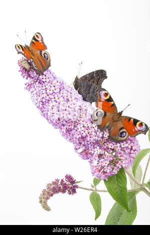 Tre allevato in cattività farfalle di pavone, Aglais io, che hanno recentemente emerso dalla loro chrysalises poggiante su Buddleia, Budleja davidii, prima di bein Foto Stock